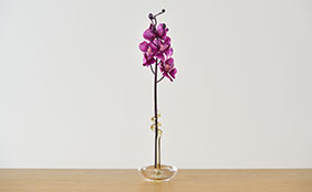 Sghr online shop スガハラ オンラインショップ